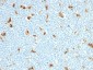  S100A9 (Macrophage Marker) Antibody - With BSA and Azide