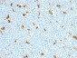  S100A9 (Macrophage Marker) Antibody - With BSA and Azide