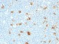  Calgranulin B (Macrophage Marker) Antibody - With BSA and Azide