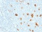  Myeloid-Related Proteins 14 (MRP14) (Macrophage Marker) Antibody - With BSA and Azide