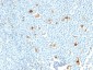  Calprotectin (Macrophage Marker) Antibody - With BSA and Azide
