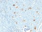  Calprotectin (Macrophage Marker) Antibody - With BSA and Azide