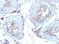  Sex Hormone Binding Globulin (SHBG) Antibody - With BSA and Azide