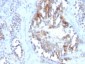  Sex Hormone Binding Globulin (SHBG) Antibody - With BSA and Azide