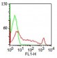  CDw75 (B-Cell Marker) Antibody - With BSA and Azide