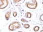  gp100 / Melanosome / PMEL17 / SILV (Melanoma Marker) Antibody - With BSA and Azide