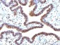  SUMO-2 Antibody - With BSA and Azide
