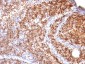  SUMO-2 Antibody - With BSA and Azide