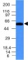  Fascin-1 (Reed-Sternberg Cell Marker) Antibody - With BSA and Azide