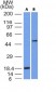  SOX10 (Melanoma Marker) Antibody - With BSA and Azide