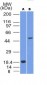  SOX10 (Melanoma Marker) Antibody - With BSA and Azide