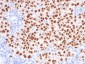  SOX10 (Melanoma Marker) Antibody - With BSA and Azide