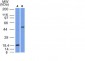  SOX10 (Melanoma Marker) Antibody - With BSA and Azide