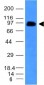  CD43 (T-Cell Marker) Antibody - With BSA and Azide
