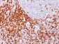  CD43 (T-Cell Marker) Antibody - With BSA and Azide