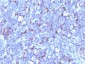  CD43 (T-Cell Marker) Antibody - With BSA and Azide