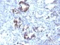  Transgelin (SM22-alpha) Antibody - With BSA and Azide