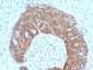  pS2 / pNR-2 / Trefoil Factor 1 (Estrogen-Regulated Protein) Antibody - With BSA and Azide
