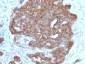  pS2 / pNR-2 / Trefoil Factor 1 (Estrogen-Regulated Protein) Antibody - With BSA and Azide