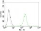  CD71 / Transferrin Receptor (TFRC) Antibody - With BSA and Azide