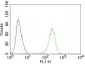  CD71 / Transferrin Receptor (TFRC) Antibody - With BSA and Azide