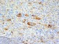  TNF-alpha (Tumor Necrosis Factor alpha) Antibody - With BSA and Azide