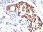  TNF-alpha (Tumor Necrosis Factor alpha) Antibody - With BSA and Azide