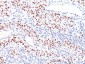  p53 Tumor Suppressor Protein Antibody - With BSA and Azide