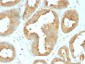  GRP94 / HSP90B1 (Endoplasmic Reticulum Marker) Antibody - With BSA and Azide
