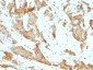 GRP94 / HSP90B1 (Endoplasmic Reticulum Marker) Antibody - With BSA and Azide