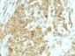  GRP94 / HSP90B1 (Endoplasmic Reticulum Marker) Antibody - With BSA and Azide