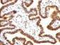  SUMO-1 Antibody - With BSA and Azide