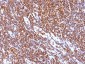  SUMO-1 Antibody - With BSA and Azide