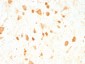  PGP9.5 / UchL1 (pan-Neuronal Marker) Antibody - With BSA and Azide