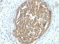  VEGF (Vascular Endothelial Growth Factor) Antibody - With BSA and Azide