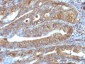  Vimentin (Mesenchymal Cell Marker) Antibody - With BSA and Azide