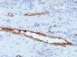  von Willebrand Factor / Factor VIII Related-Ag (Endothelial Marker) Antibody - With BSA and Azide