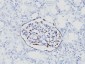  Wilm's Tumor 1 (WT1) (Wilm's Tumor & Mesothelial Marker) Antibody - With BSA and Azide