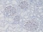  Wilm's Tumor 1 (WT1) (Wilm's Tumor & Mesothelial Marker) Antibody - With BSA and Azide