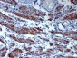  Caldesmon, HMW (h-Caldesmon) (Smooth Muscle Marker) Antibody - With BSA and Azide