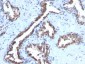  Cyclin B1 (G2- & M-phase Cyclin) Antibody - With BSA and Azide