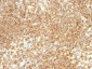  CD20 / MS4A1 (B-Cell Marker) Antibody - With BSA and Azide