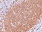  CD20 / MS4A1 (B-Cell Marker) Antibody - Culture Supernatant 