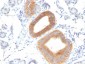  CD86 (Dendritic Cells Maturation Marker) Antibody - With BSA and Azide