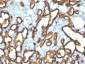  CD34 (Hematopoietic Stem Cell & Endothelial Marker) Antibody - With BSA and Azide