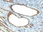  CD34 (Hematopoietic Stem Cell & Endothelial Marker) Antibody - With BSA and Azide