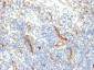  CD34 (Hematopoietic Stem Cell & Endothelial Marker) Antibody - With BSA and Azide