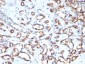  CD34 (Hematopoietic Stem Cell & Endothelial Marker) Antibody - With BSA and Azide