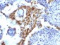  Napsin A (Lung Adenocarcinoma Marker) Antibody - With BSA and Azide