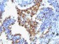  Napsin A (Lung Adenocarcinoma Marker) Antibody - With BSA and Azide